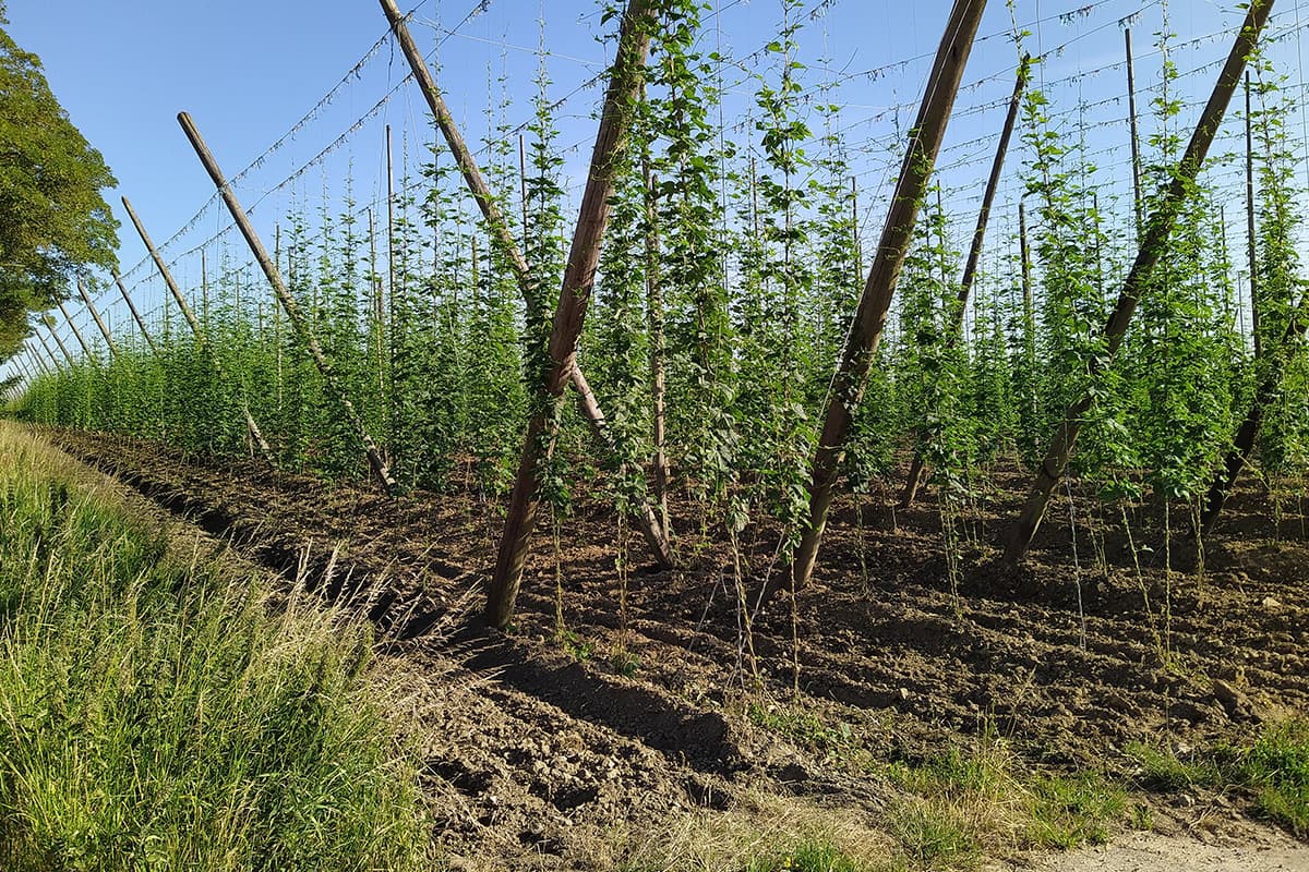 How Beer Brands can use Brand Extension to their advantage